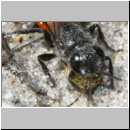 Astata sp - Grabwespe 01d 8mm mit Wanzenlarve - Sandgrube Niedringhaussee.jpg